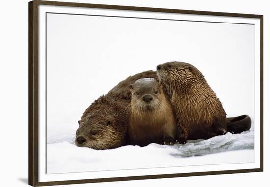 River Otters-null-Framed Premium Giclee Print