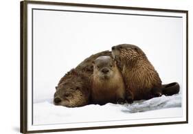 River Otters-null-Framed Premium Giclee Print