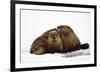 River Otters-null-Framed Premium Giclee Print