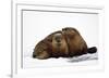 River Otters-null-Framed Premium Giclee Print