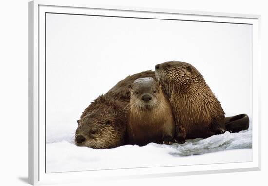 River Otters-null-Framed Premium Giclee Print