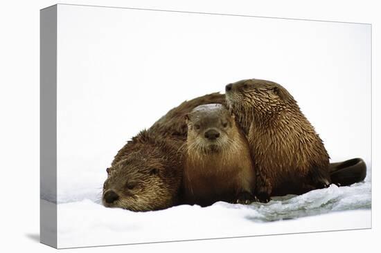 River Otters-null-Stretched Canvas