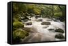 River Plym Flowing Fast Through Dewerstone Wood, Shaugh Prior, Dartmoor Np Devon, UK, October-Ross Hoddinott-Framed Stretched Canvas