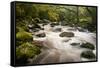 River Plym Flowing Fast Through Dewerstone Wood, Shaugh Prior, Dartmoor Np Devon, UK, October-Ross Hoddinott-Framed Stretched Canvas