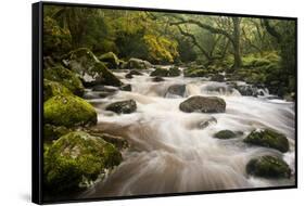 River Plym Flowing Fast Through Dewerstone Wood, Shaugh Prior, Dartmoor Np Devon, UK, October-Ross Hoddinott-Framed Stretched Canvas