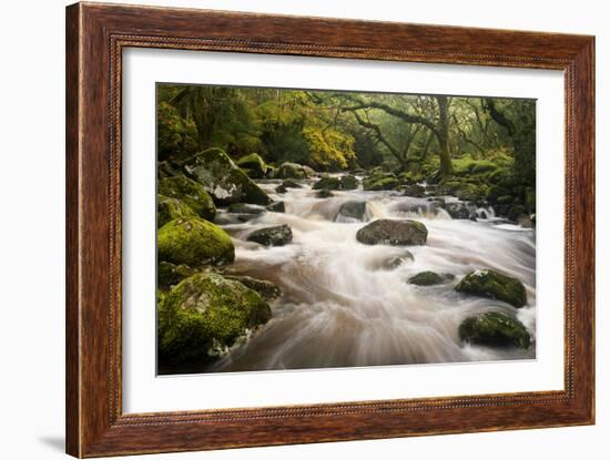 River Plym Flowing Fast Through Dewerstone Wood, Shaugh Prior, Dartmoor Np Devon, UK, October-Ross Hoddinott-Framed Photographic Print