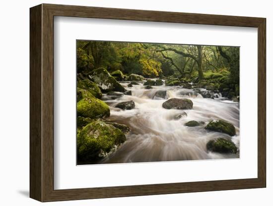 River Plym Flowing Fast Through Dewerstone Wood, Shaugh Prior, Dartmoor Np Devon, UK, October-Ross Hoddinott-Framed Photographic Print