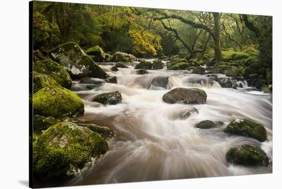 River Plym Flowing Fast Through Dewerstone Wood, Shaugh Prior, Dartmoor Np Devon, UK, October-Ross Hoddinott-Stretched Canvas