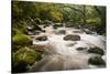 River Plym Flowing Fast Through Dewerstone Wood, Shaugh Prior, Dartmoor Np Devon, UK, October-Ross Hoddinott-Stretched Canvas