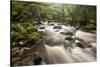 River Plym Flowing Through Dewerstone Wood, Dartmoor Np, Devon, England, UK, October-Ross Hoddinott-Stretched Canvas