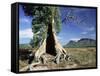 River Red Gum, Eucalyptus Camaldulensis, Wilpena Pound, South Australia, Australia-Ann & Steve Toon-Framed Stretched Canvas