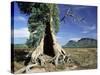 River Red Gum, Eucalyptus Camaldulensis, Wilpena Pound, South Australia, Australia-Ann & Steve Toon-Stretched Canvas