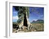 River Red Gum, Eucalyptus Camaldulensis, Wilpena Pound, South Australia, Australia-Ann & Steve Toon-Framed Photographic Print