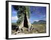 River Red Gum, Eucalyptus Camaldulensis, Wilpena Pound, South Australia, Australia-Ann & Steve Toon-Framed Photographic Print