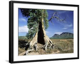 River Red Gum, Eucalyptus Camaldulensis, Wilpena Pound, South Australia, Australia-Ann & Steve Toon-Framed Photographic Print