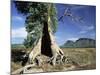 River Red Gum, Eucalyptus Camaldulensis, Wilpena Pound, South Australia, Australia-Ann & Steve Toon-Mounted Photographic Print