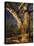 River Red Gum Tree, Hattah-Kulkyne National Park, Victoria, Australia-Jochen Schlenker-Stretched Canvas