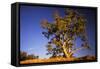 River Red Gum Tree-null-Framed Stretched Canvas