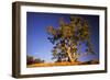 River Red Gum Tree-null-Framed Photographic Print