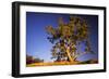 River Red Gum Tree-null-Framed Photographic Print