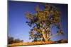 River Red Gum Tree-null-Mounted Photographic Print