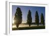 River Scenery, the Rhine, Trees, Nebulous Mood, Sunrise, Speyer, Rhineland-Palatinate, Germany-Ronald Wittek-Framed Photographic Print