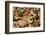 River Stones-Steve Gadomski-Framed Photographic Print