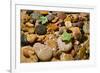 River Stones-Steve Gadomski-Framed Photographic Print