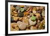 River Stones-Steve Gadomski-Framed Photographic Print