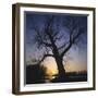 River, Sundown, the Sun, Tree, Silhouette, Trees, Silhouette, Bald, Dusk, Colour-Roland T.-Framed Photographic Print