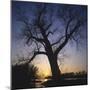 River, Sundown, the Sun, Tree, Silhouette, Trees, Silhouette, Bald, Dusk, Colour-Roland T.-Mounted Photographic Print