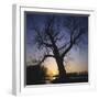 River, Sundown, the Sun, Tree, Silhouette, Trees, Silhouette, Bald, Dusk, Colour-Roland T.-Framed Premium Photographic Print