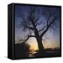 River, Sundown, the Sun, Tree, Silhouette, Trees, Silhouette, Bald, Dusk, Colour-Roland T.-Framed Stretched Canvas