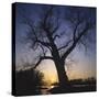 River, Sundown, the Sun, Tree, Silhouette, Trees, Silhouette, Bald, Dusk, Colour-Roland T.-Stretched Canvas