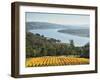 River Tamar, Tamar Valley, Tasmania, Australia, Pacific-Jochen Schlenker-Framed Photographic Print