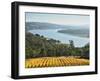 River Tamar, Tamar Valley, Tasmania, Australia, Pacific-Jochen Schlenker-Framed Photographic Print