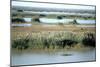 River Tigris from the Doorway of the Ruined Caliphs Palace, Samarra, Iraq, 1977-Vivienne Sharp-Mounted Photographic Print