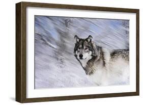 River Wolf I-Gordon Semmens-Framed Giclee Print