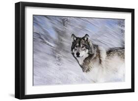 River Wolf I-Gordon Semmens-Framed Giclee Print