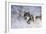 River Wolf I-Gordon Semmens-Framed Giclee Print