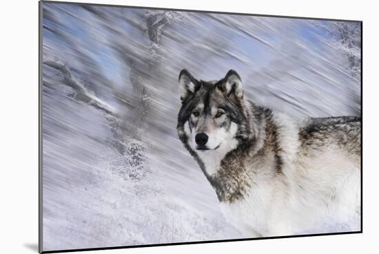 River Wolf I-Gordon Semmens-Mounted Giclee Print