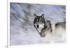 River Wolf I-Gordon Semmens-Framed Giclee Print