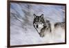 River Wolf I-Gordon Semmens-Framed Giclee Print