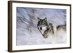 River Wolf I-Gordon Semmens-Framed Giclee Print