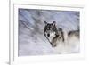 River Wolf I-Gordon Semmens-Framed Giclee Print