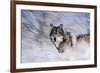 River Wolf I-Gordon Semmens-Framed Giclee Print