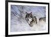 River Wolf I-Gordon Semmens-Framed Giclee Print