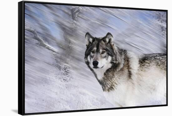 River Wolf I-Gordon Semmens-Framed Stretched Canvas