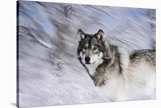 River Wolf I-Gordon Semmens-Stretched Canvas