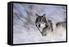 River Wolf I-Gordon Semmens-Framed Stretched Canvas